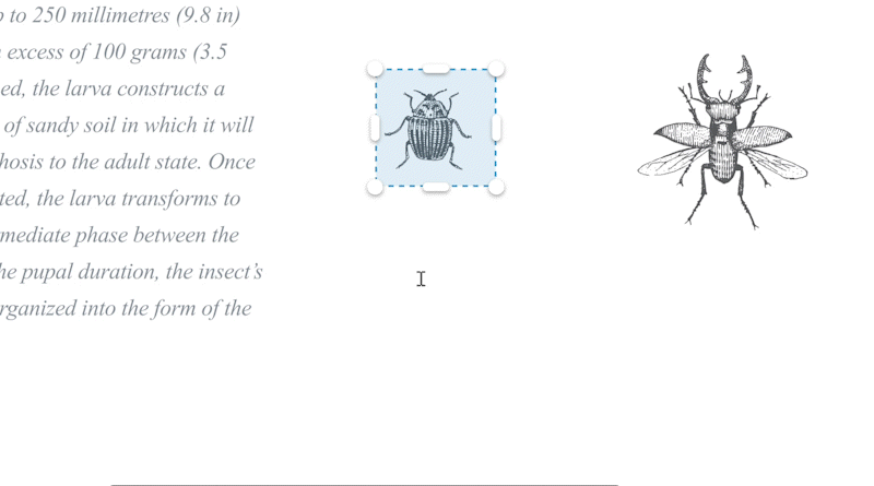 snapshot2.gif